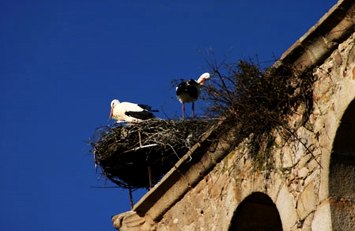 Cigüeñas